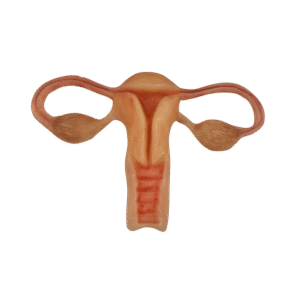 Sistema Reprodutor Feminino RealArt Pro – Modelo Anatômico Premium