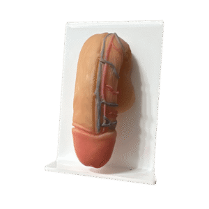 Pênis VasoSkin Pro – Modelo Anatômico Premium_01