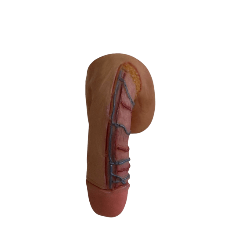 Pênis VasoSkin Pro – Modelo Anatômico Premium 2 Pênis VasoSkin Pro – Modelo Anatômico Premium