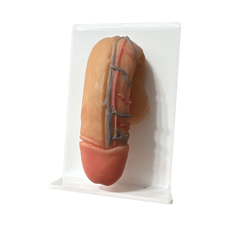 Pênis VasoSkin Pro – Modelo Anatômico Premium 1 Pênis VasoSkin Pro – Modelo Anatômico Premium_01